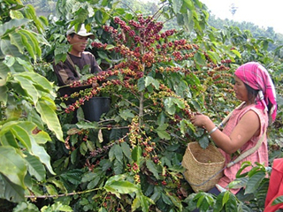 村で働く山地民