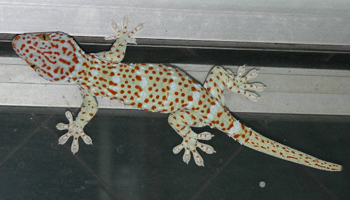 エリマキトカゲ