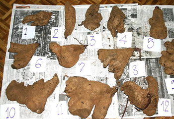 収穫されたトラノテヤマイモの数々