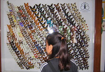 チェンマイでは一部同好の志の希望によりバタフライ・ファームにも立ち寄る