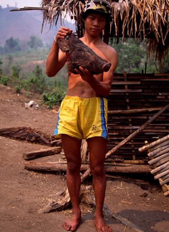 しとめられた野豚の頭