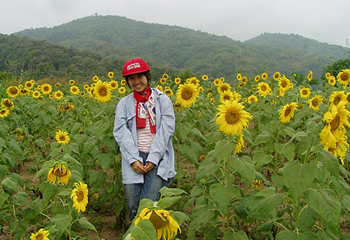 さくらプロジェクトで育てたひまわりの花が咲いた。
