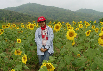 さくらで育てたひまわり畑。