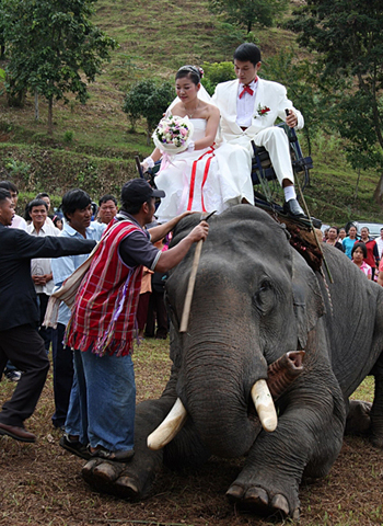 象に乗って入場するカップル