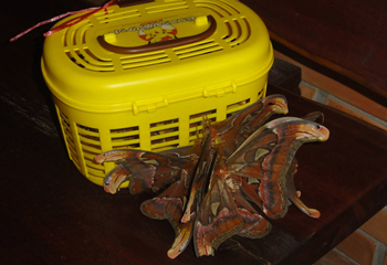 籠の中のメスを求めて折り重なるオスたち